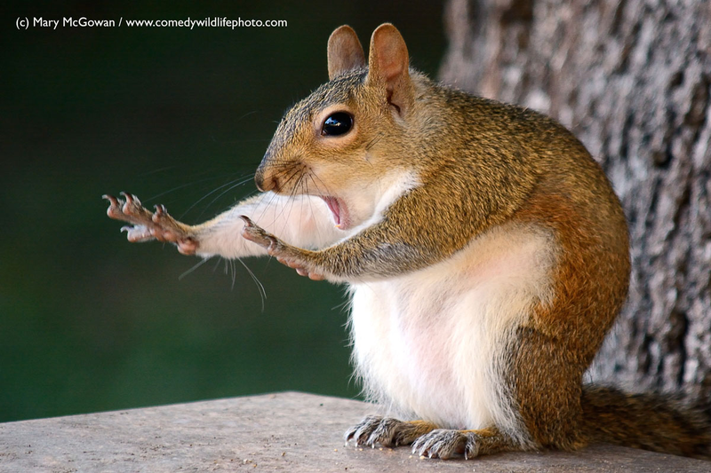 Illustration for article titled Alégrate el día con las fotos finalistas de los Comedy Wildlife Photography Awards